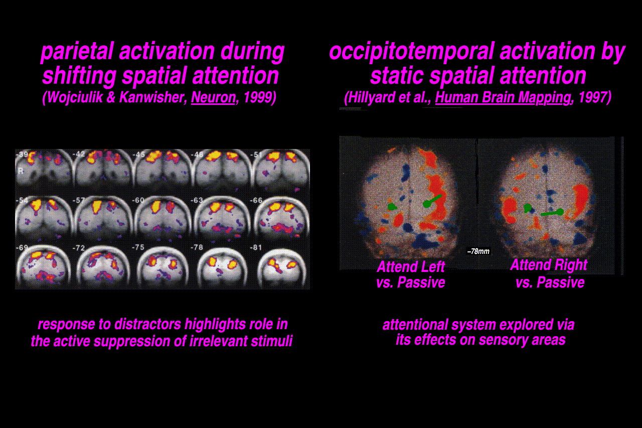fMRI results show that superior parietal lobe is active during shifts, and occipitotemporal cortex is modulated between widely spaced shifts